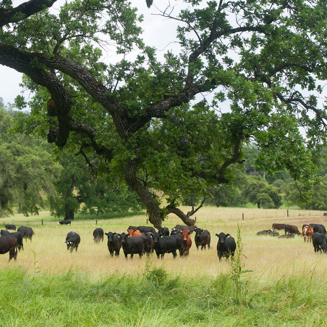 Registered Dietitian Q&A: Is Grass Fed Beef Better?  | Country Archer