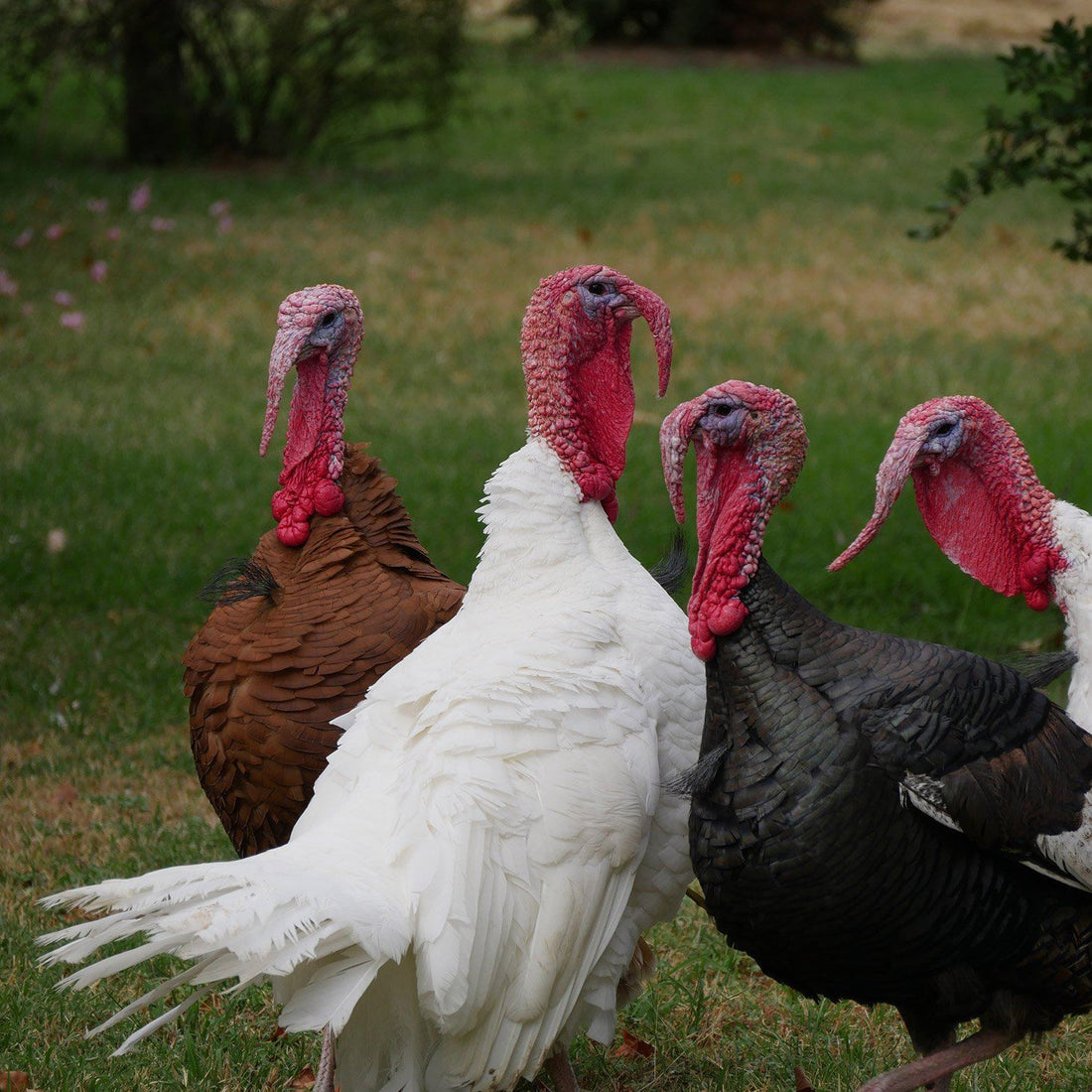 6 Health Benefits of Antibiotic-Free Turkey