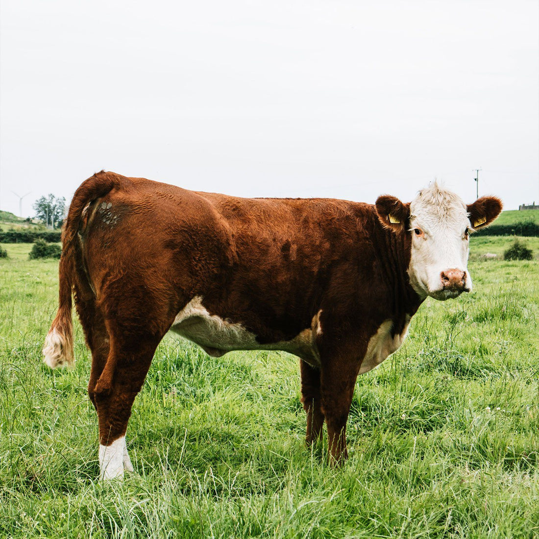 Is Grass-fed Beef Healthy? A Spotlight on Omega 3s